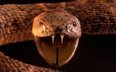 soñar que una serpiente te muerde