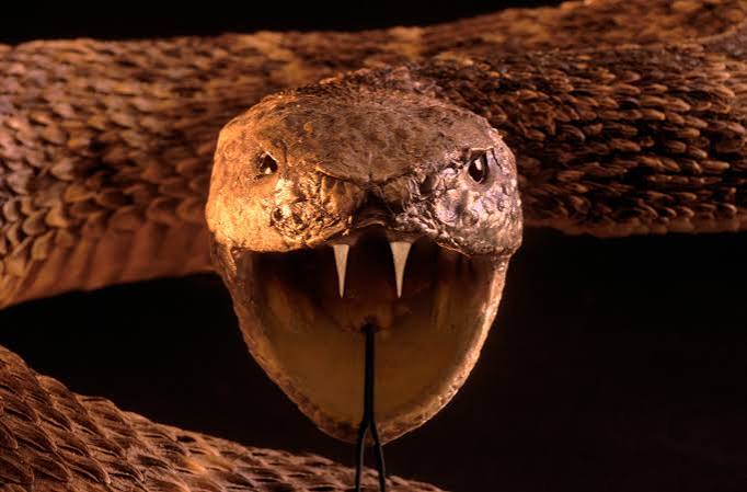 soñar que una serpiente te muerde